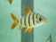 * Other Species * Distichodus Sexfaciatus “majestic shelter” 5-7cm