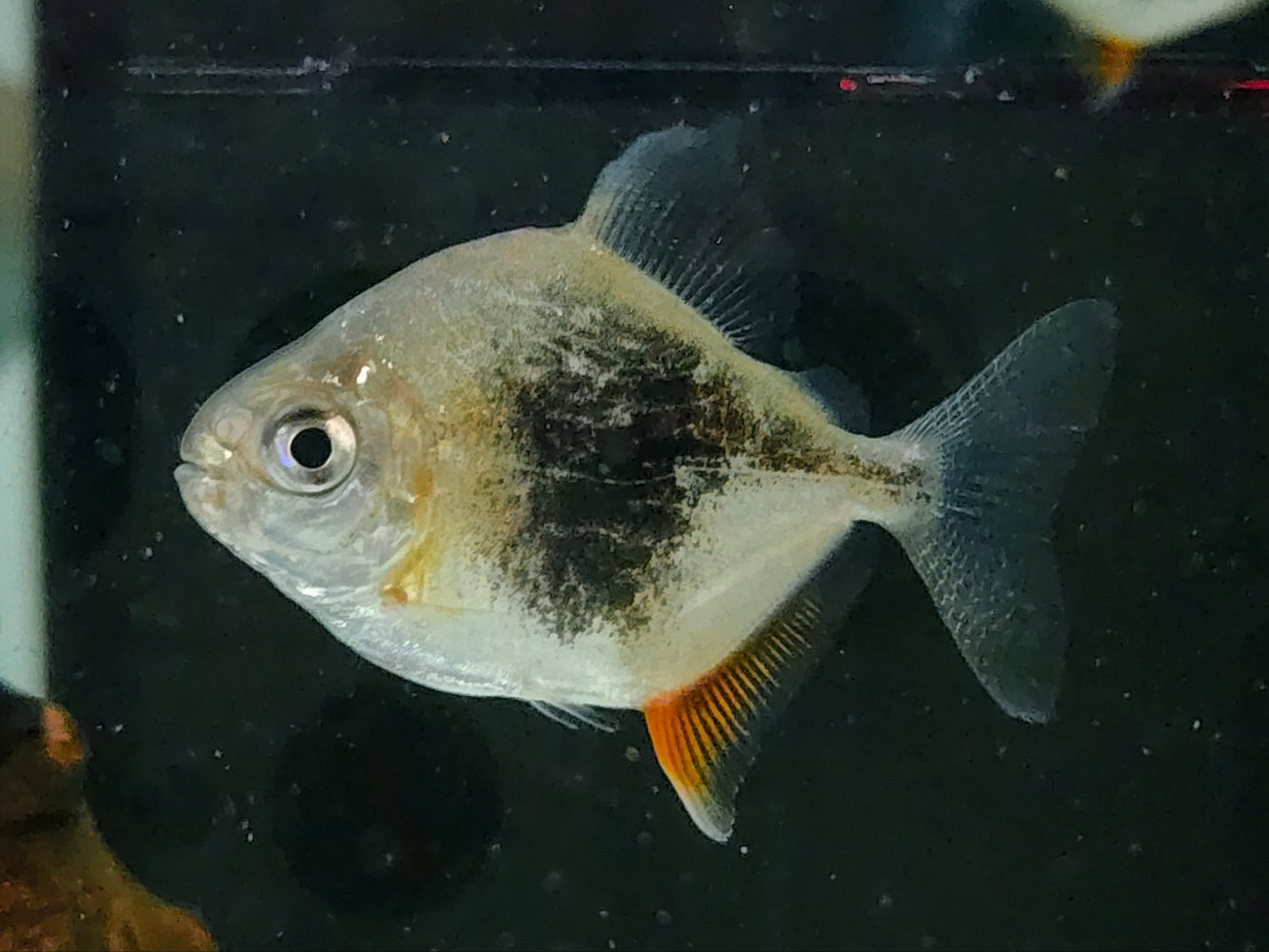 * Other Species * Myleus sp. LAMAX III “Blackberry hook” 4-5cm