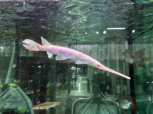 * Other Species * Lepisosteus osseus ALBINO (ALBINO Long Nose Gar) 38-40cm *RARE!!*