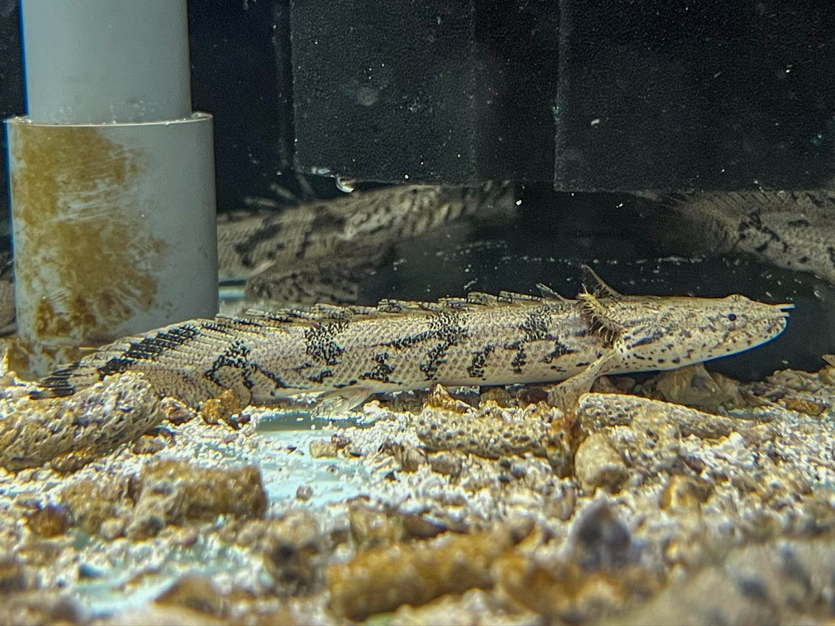 * Polypterus * Polypterus endlicheri 8-10cm Captive Bred — jzxonline