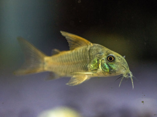 * Corydoras *  Hoplisoma concolor