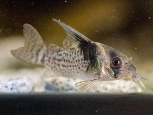 * Corydoras *  Hoplisoma wotroi