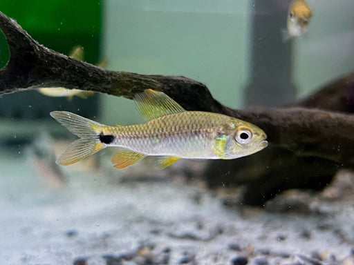 * Tetra/Barb  * Crenuchus spilurus (Sailfin Tetra)