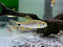 * Tetra/Barb  * Crenuchus spilurus (Sailfin Tetra)
