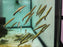 * Tetra/Barb  * Nannostomus unifasciatus (Rocket Pencilfish)