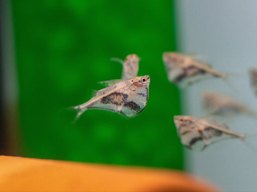 * Tetra/Barb  * Carnegiella strigata Marble hatchetfish