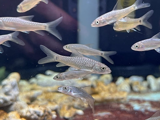 * Other Species * Tor Putitora (Gold Mahseer) 3-4cm