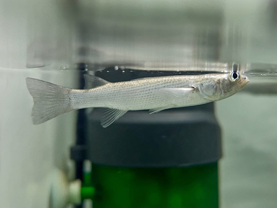 * Other Species * Rhinomugil corsula (Indian four eye) 6cm