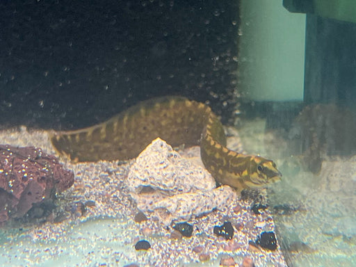 * Other Species * Mastacembelus unicolor Yellow spotted fire eel 10-15cm