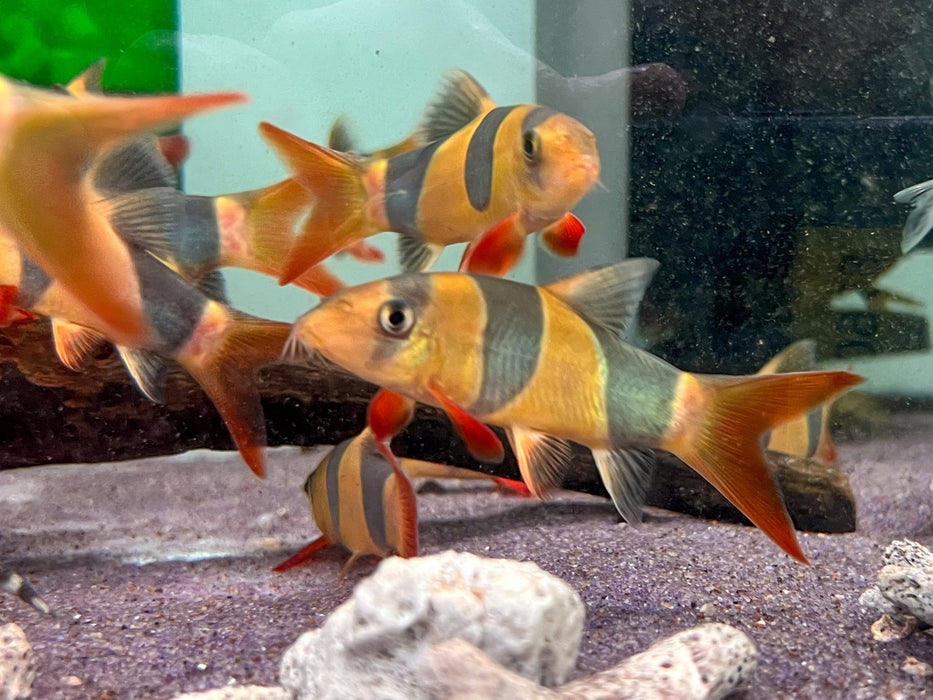 * Other Species * Chromobotia macracanthus (Clown Loach) 6cm