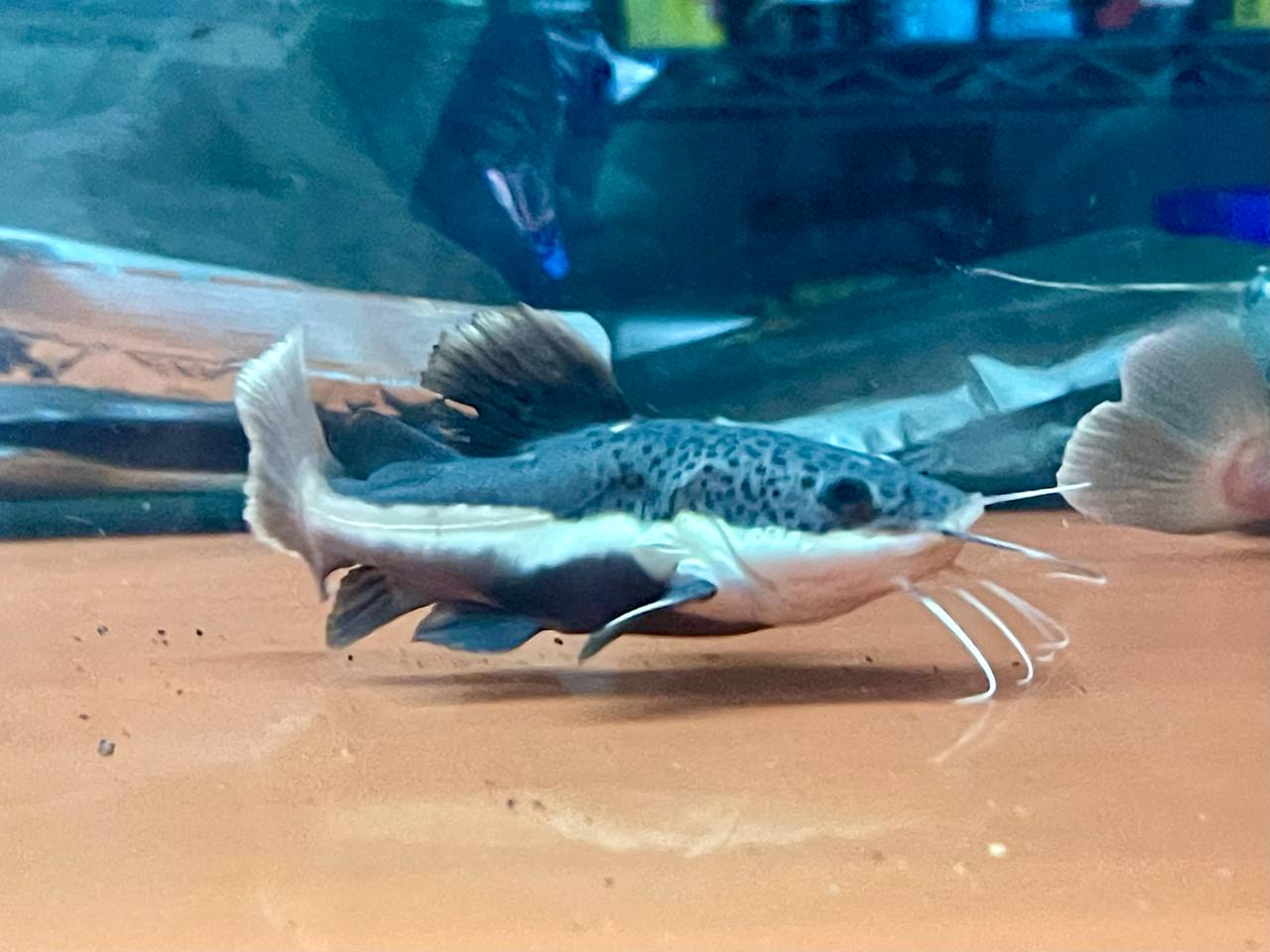 * Catfish *  Phractocephalus hemioliopterus SHORTBODY(SB Red tail catfish RTC) 12-15cm