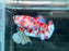 * Betta * HMPK Female (Actual Fish) #01
