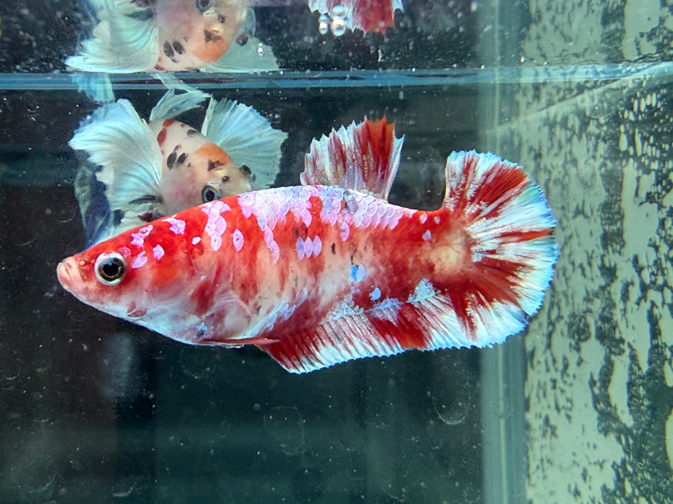 * Betta * HMPK Female (Actual Fish) #02