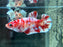 * Betta * HMPK Female (Actual Fish) #02