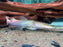 * Catfish *  Pseudoplatystoma fasciatum ALBINO (ALBINO Tiger shovelnose TSN) 25-30cm
