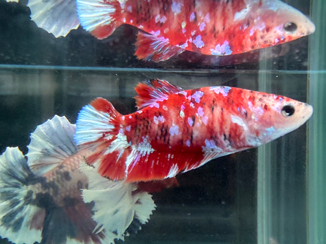 * Betta * HMPK Female (Actual Fish) #03