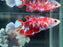 * Betta * HMPK Female (Actual Fish) #03