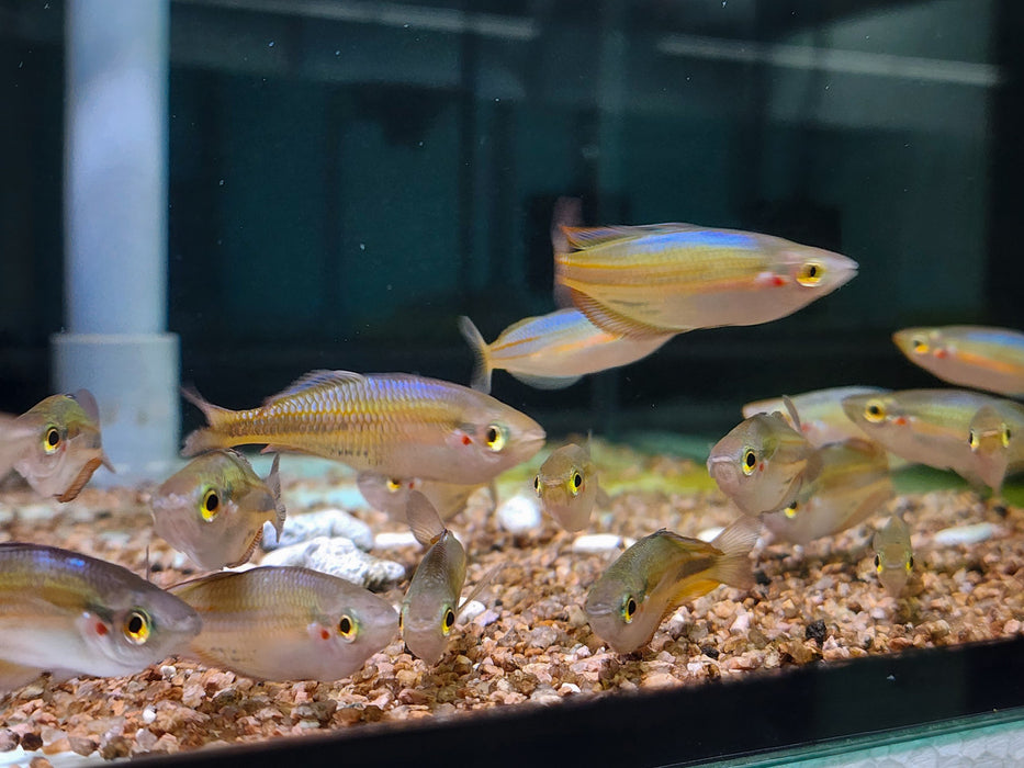 * Tetra/Barb  * Melanotaenia Picta Painted rainbow fish 6cm