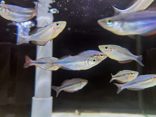 * Tetra/Barb  * Melanotaenia trifasciatus Habgood river 6cm