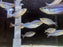 * Tetra/Barb  * Melanotaenia trifasciatus Habgood river 6cm