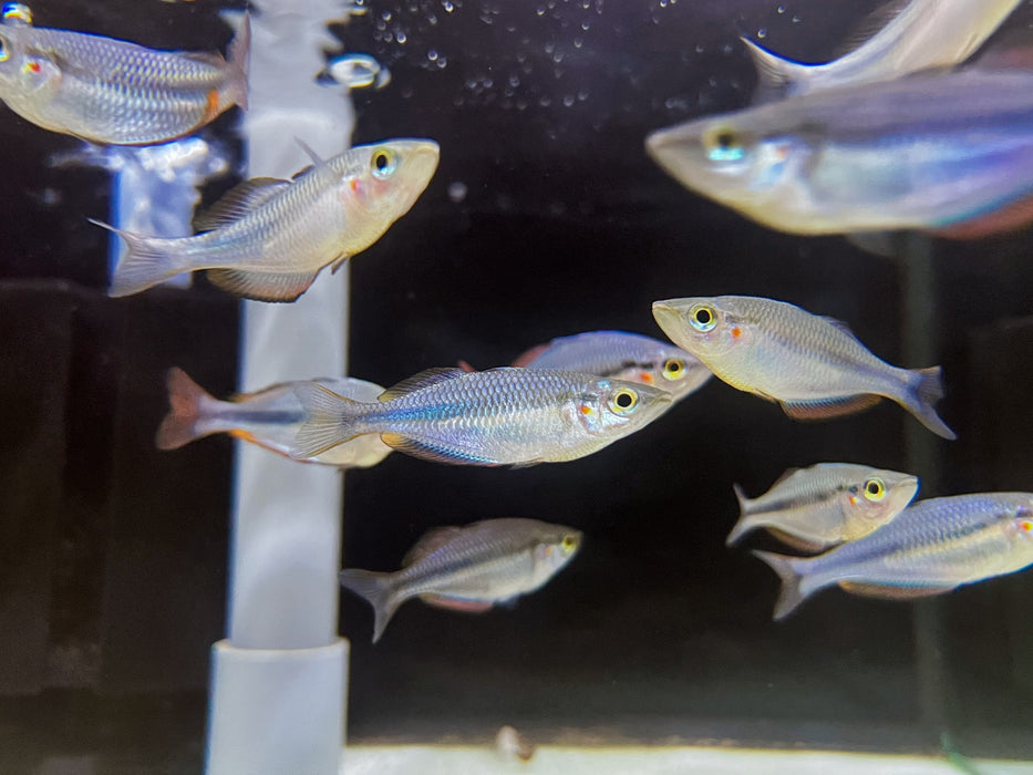 * Tetra/Barb  * Melanotaenia trifasciatus Habgood river 6cm
