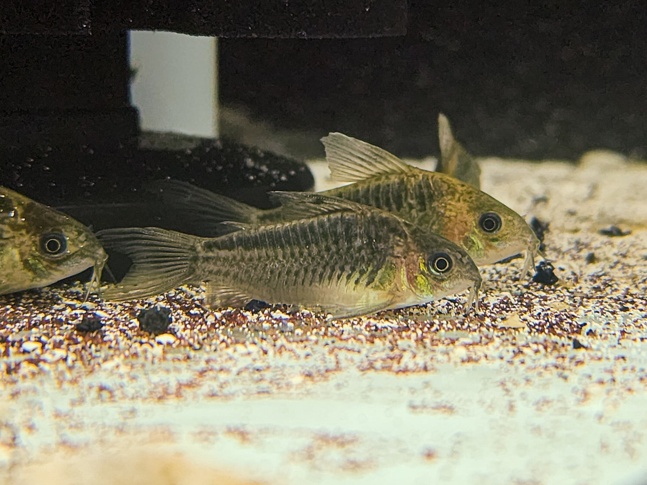 * Corydoras Gastrodermus elegans