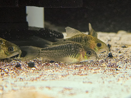 * Corydoras Gastrodermus elegans