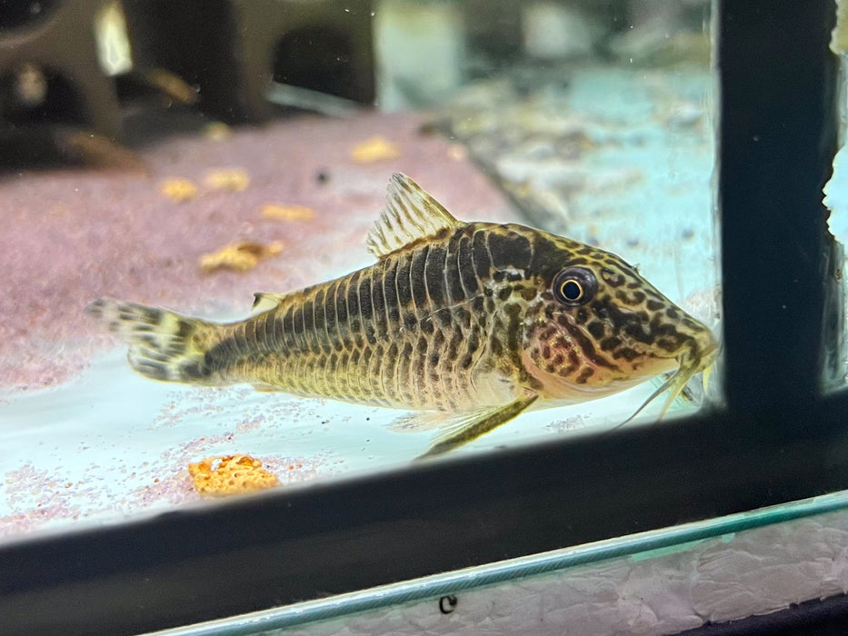 * Corydoras Corydoras sp.Takana *Rare!*