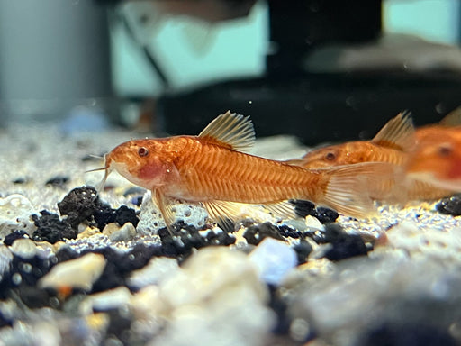 * Corydoras *  Aspidoras raimundi C125 RED (Red bulldog cory)