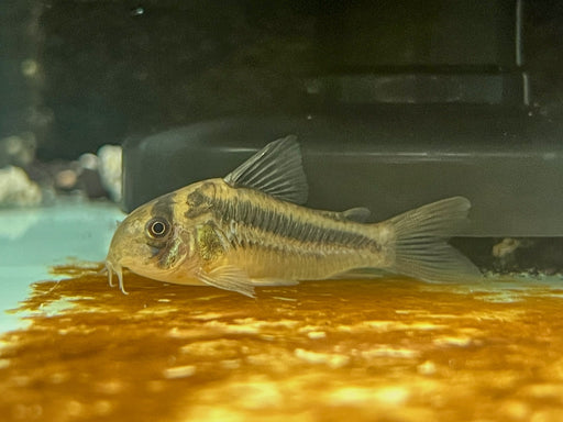 * Corydoras *  Hoplisoma sp. cw169 Rio Ariari cory