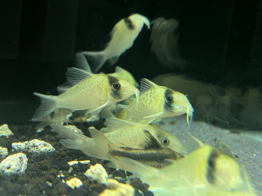 * Corydoras *  Brochis sychri