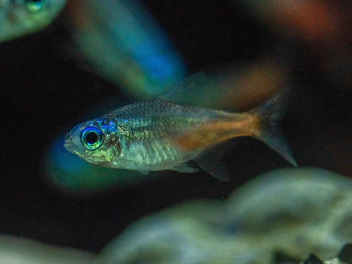 * Tetra * Diamond Head Neon Tetra (10 pieces)