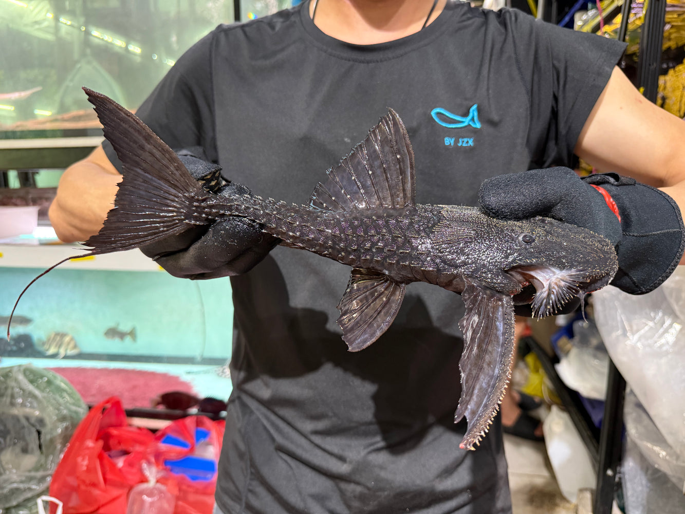 * Pleco *  Acanthicus sp (L193 Black Devil pleco) #19301 37cm