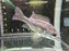 * Cichlids * Ptychochromis Insolitus 6-8cm