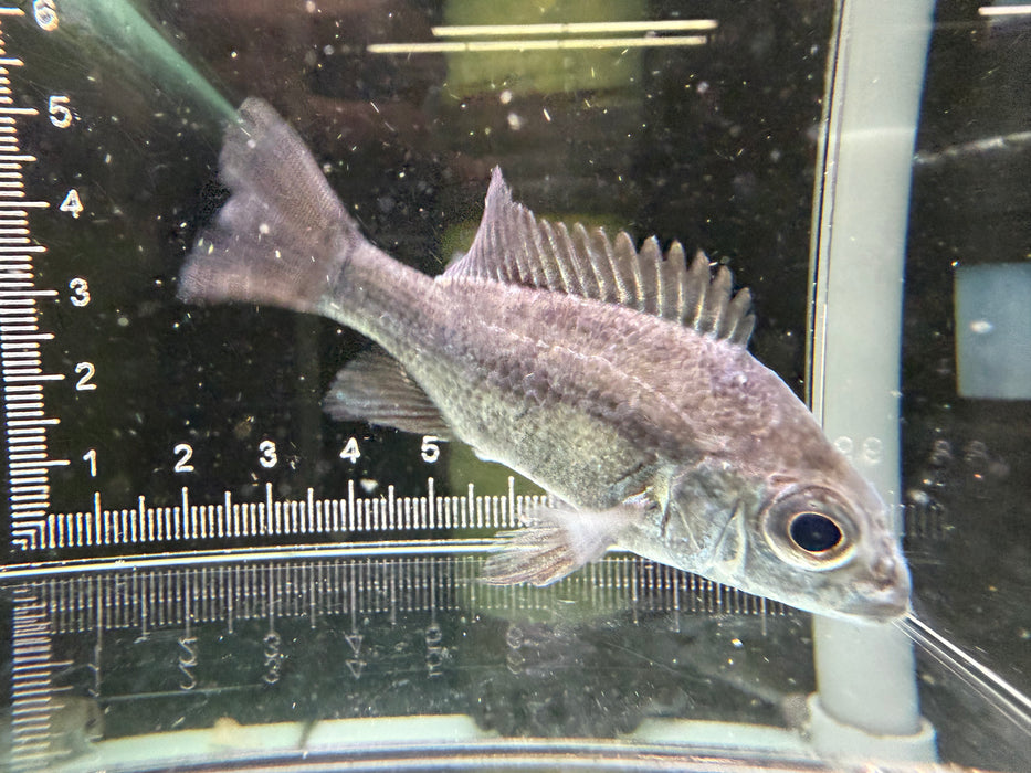 * Cichlids * Ptychochromis Insolitus 6-8cm