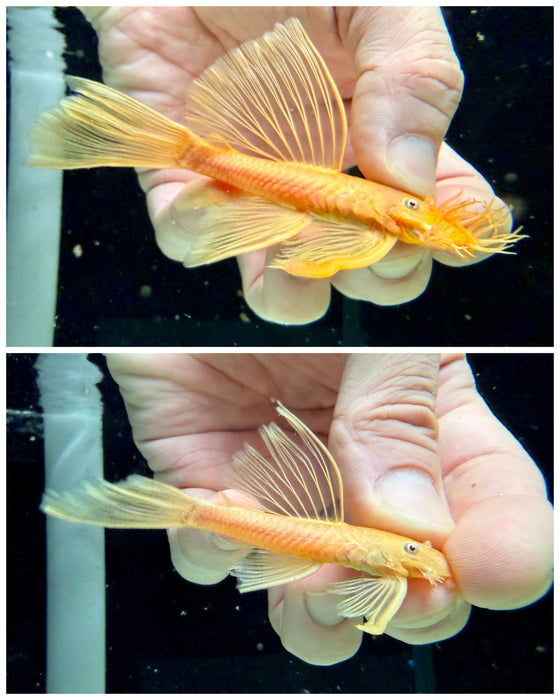 * Pleco * L144 Blue Eye Long Fin Pair 9-10cm