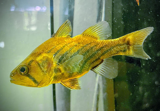 * Other Species * Glossamia wichmanni (Tiger-barred Mouth Almighty)