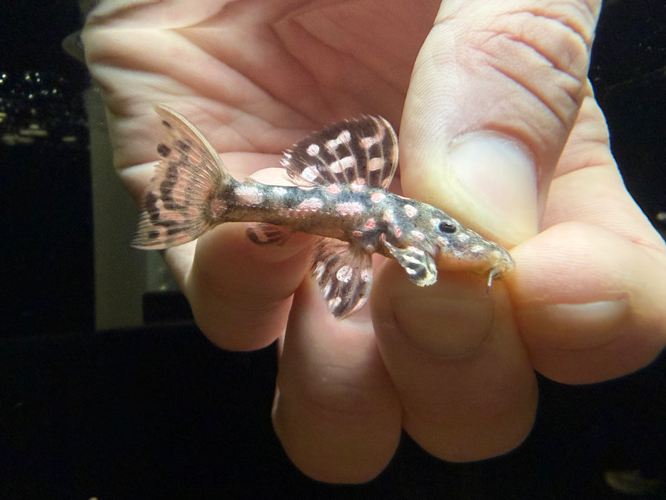 * Pleco * Pseudacanthicus sp Typhoon (LDA105) 4-6cm