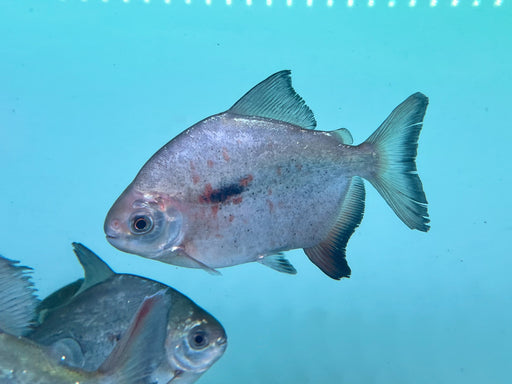 * Other Species * Tometes ancylorhynchus Blacktip parrot beak pacu 18-20cm