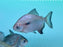 * Other Species * Tometes ancylorhynchus Blacktip parrot beak pacu 18-20cm
