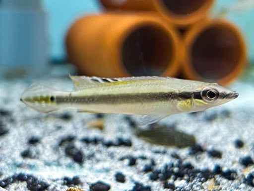 * Cichlids * Crenicichla (Wallaciia) regani "Tapajos" 5-7cm