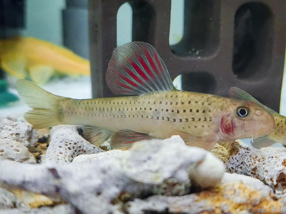 * Other Species *  Microphysogobio tafangensis (Purple Sailfin Gudgeon) 5-6cm