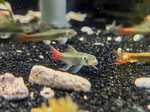 * Other Species *  Garra panitvongi (Red tail garra) 6cm