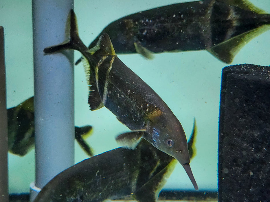 * Other Species *  Gnathonemus petersii (Peters' Elephantnose) 6-8cm