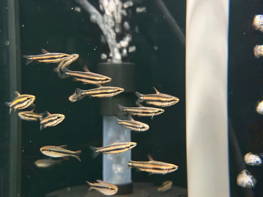 * Tetra/Barb  * Nannostomus Marginatus (Bleeding Heart Pencilfish)