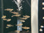* Tetra/Barb  * Nannostomus Marginatus (Bleeding Heart Pencilfish)