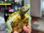 * Other Species * Trachemys scripta elegans ABERRANT 🦚 (Peacock Pastel Terrapin)