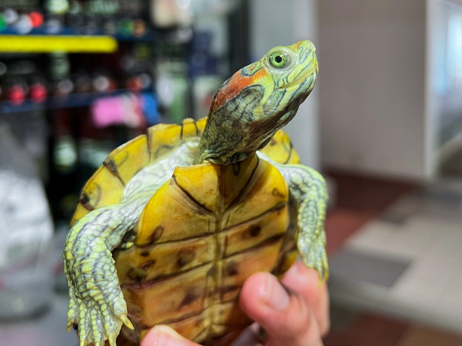 * Other Species * Trachemys scripta elegans ABERRANT 🦚 (Peacock Pastel Terrapin)