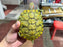 * Other Species * Trachemys scripta elegans ABERRANT 🦚 (Peacock Pastel Terrapin)