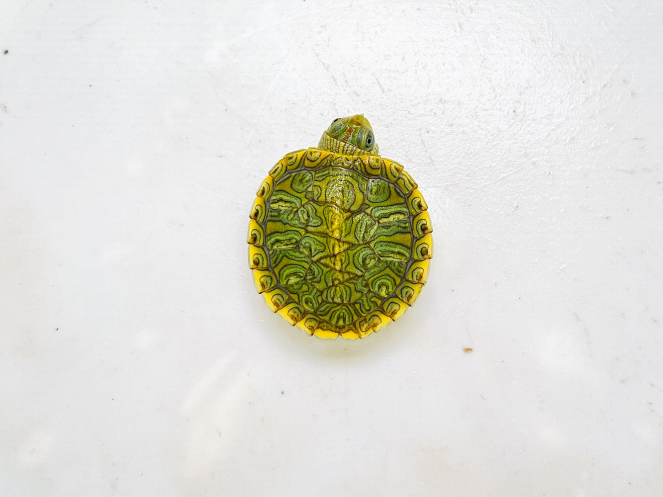 * Other Species * Trachemys scripta elegans ABERRANT 🦚 (Peacock Pastel Terrapin)